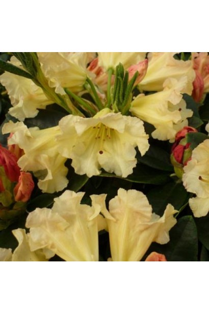 Rhododendron Saffrano – яскравий акцент у ландшафті.